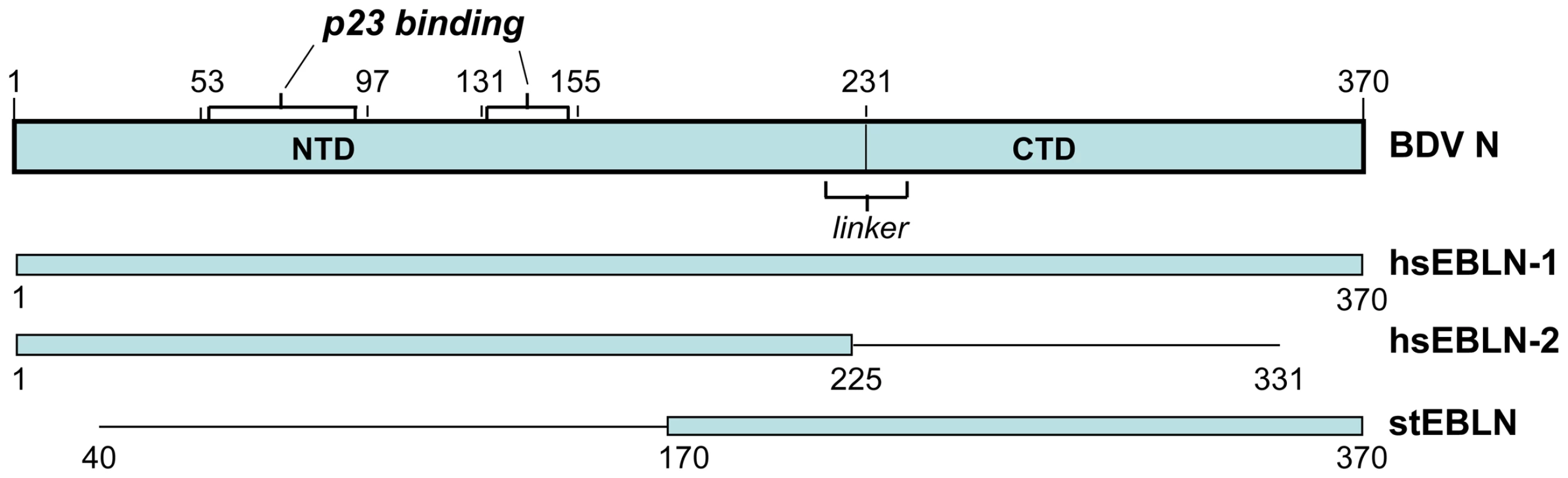 Domain structure of BDV N (p40) protein, and its alignment with open reading frames encoded in human and squirrel endogenous BDV N-like sequences.