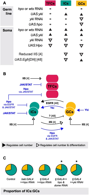 The Hippo pathway regulates coordinated growth of the soma and germ line.