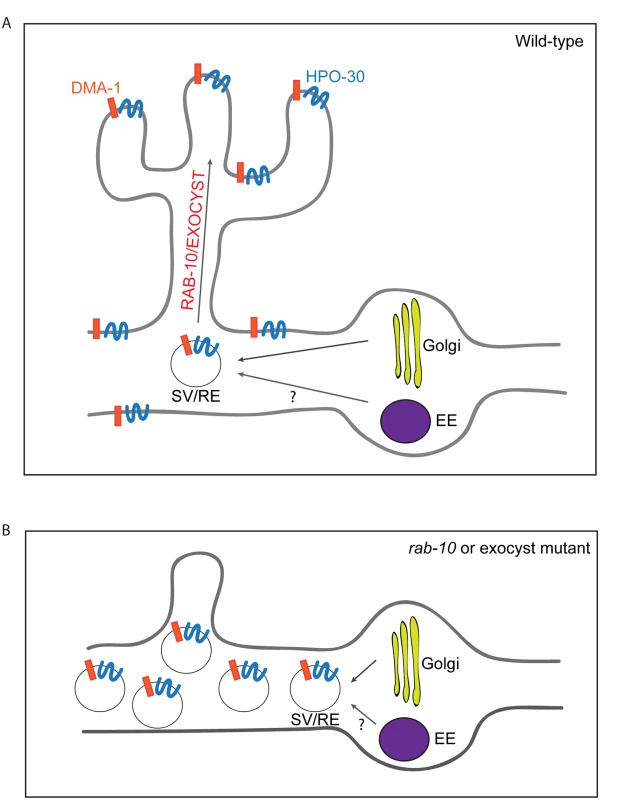 A summary model of how RAB-10 and exocyst complex function during dendrite arborization.