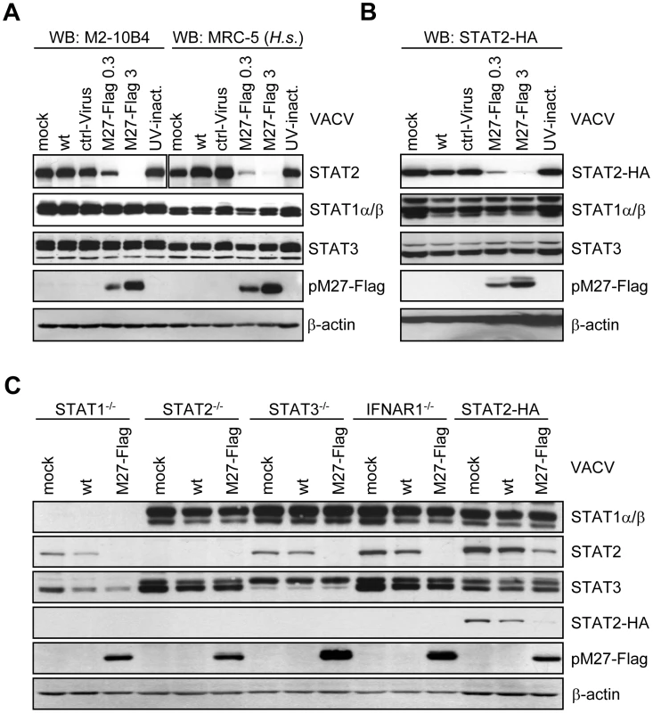 pM27 is essential and sufficient to reduce the amount of human and mouse STAT2.