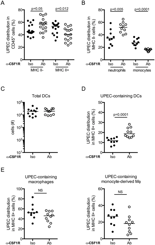 Dendritic cells acquire more bacteria in the absence of macrophages.