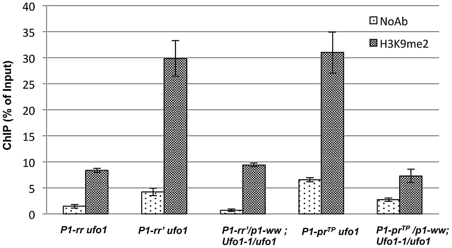 Comparison of H3K9-dimethylation (H3K9me2) levels in <i>P1-rr′</i> and <i>P1-pr<sup>TP</sup></i> in the absence and presence of <i>Ufo1-1</i>.