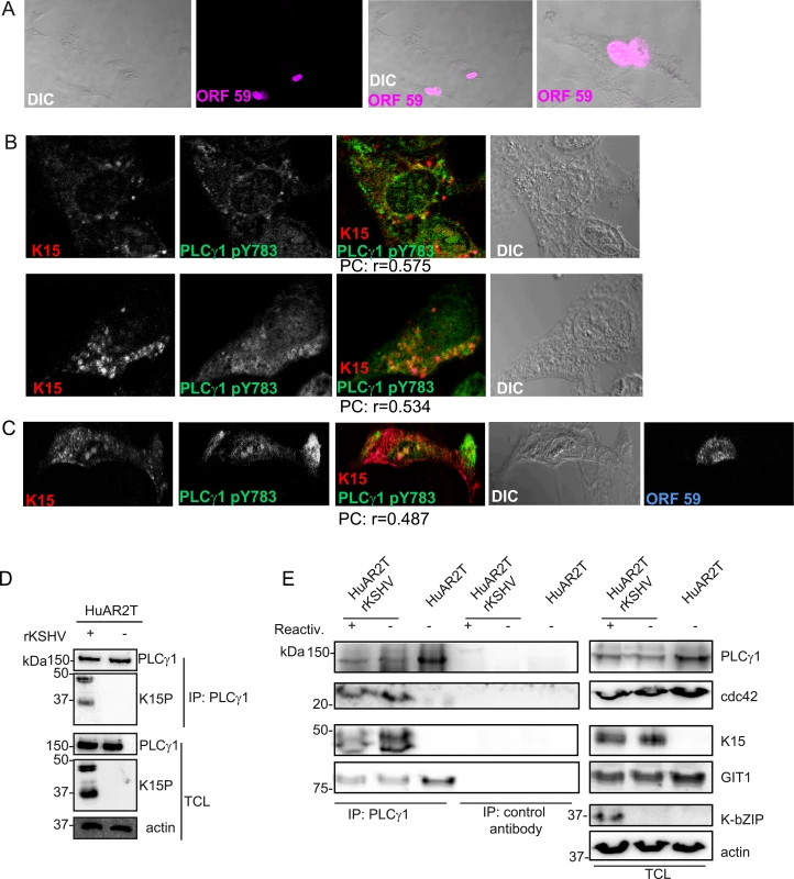 K15 interacts with PLCγ1, GIT1 and cdc42 in KSHV infected endothelial cells.