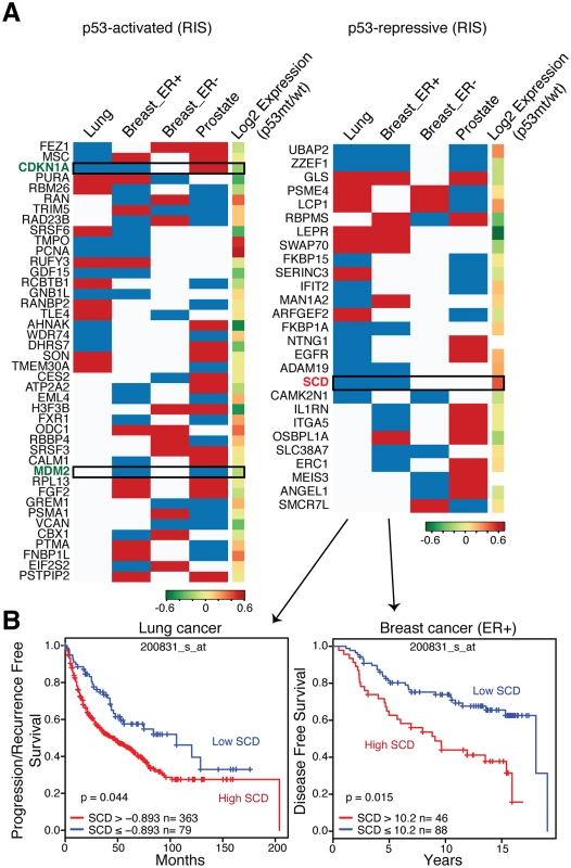 Prognostic role of Rcade-derived p53-targets in cancer.