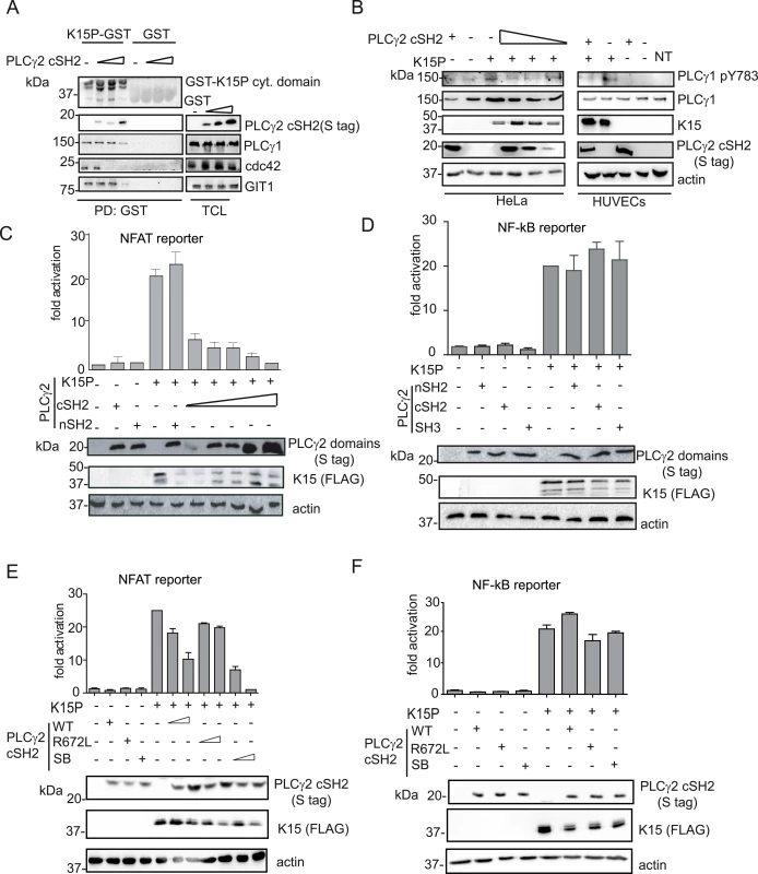 The isolated PLCγ2 cSH2 domain affects K15-mediated signalling in a dominant negative manner.
