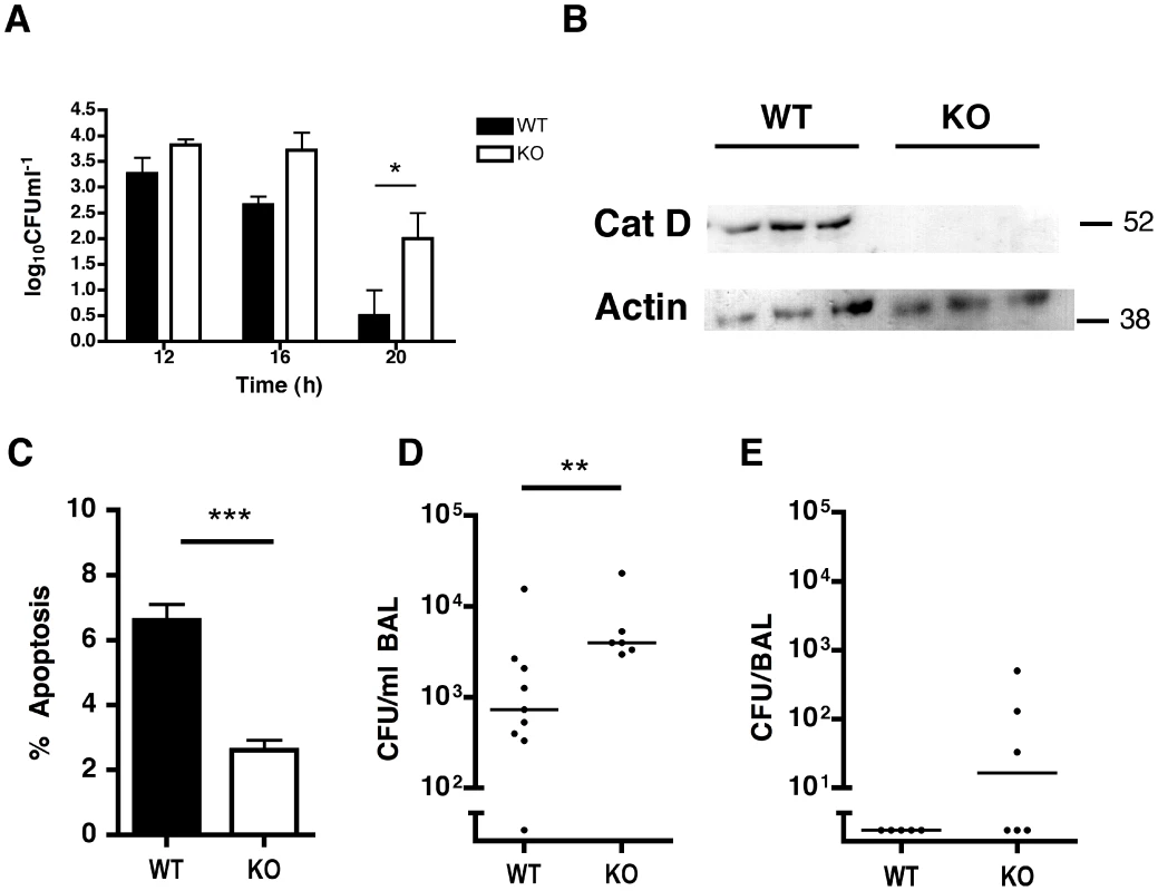 Cathepsin D in alveolar macrophages contributes to bacterial killing <i>in vitro</i> and <i>in vivo</i>.