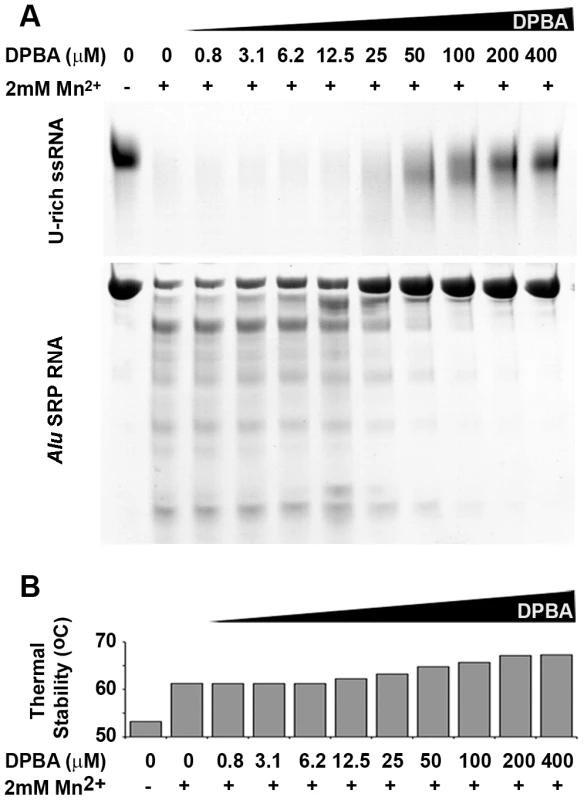 Nuclease inhibition and temperature stabilization of LC180 by 2,4-dioxo-4-phenylbutanoic acid (DPBA).
