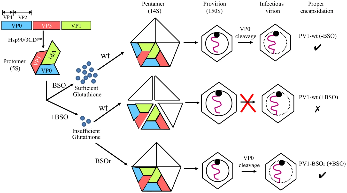 Model for the role of GSH in the morphogenesis of C-cluster enteroviruses.