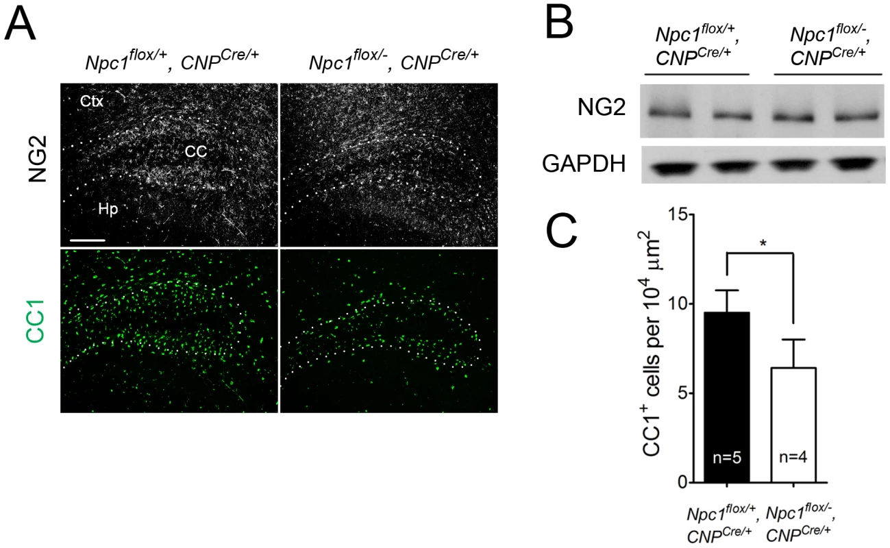 Oligodendrocyte-specific deletion of <i>Npc1</i> leads to blockade of oligodendrocyte maturation.