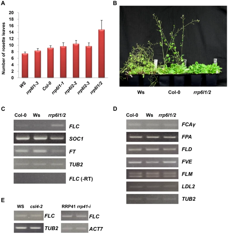 The <i>rrp6l1-3</i> and <i>rrp6l2-3</i> mutants affect flowering time and gene expression.