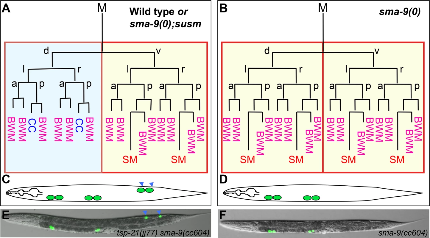 The <i>sma-9(0)</i> suppressor mutations revert the M lineage dorsal-to-ventral fate transformation defect in <i>sma-9(0)</i> mutants to the wild-type pattern.