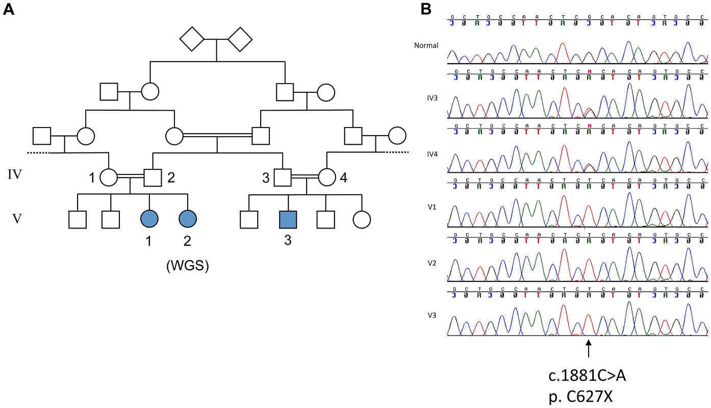 Genetic analysis of family with ataxia and cognitive impairment.