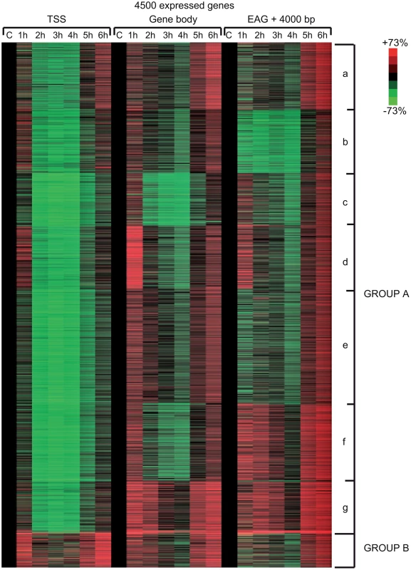 Different Pol II behavior patterns in time after UVB irradiation on 4500 expressed genes.