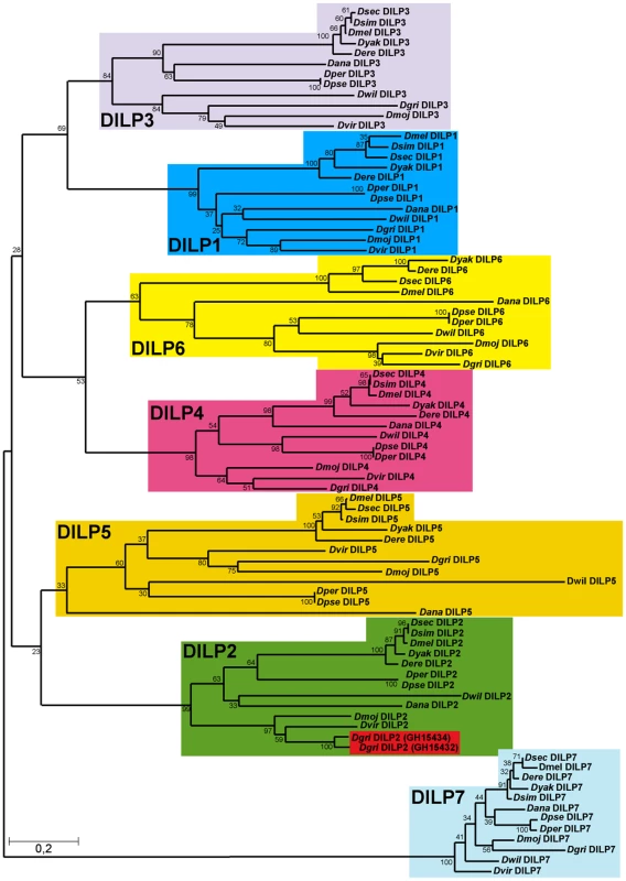 Phylogeny of Drosophila insulin-like peptides.
