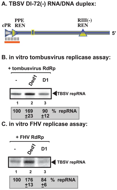 Ded1p facilitates the RNA synthesis by the tombusvirus and FHV replicases on short partial DNA/RNA duplex.
