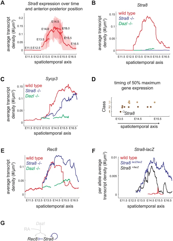 Spatiotemporal analysis demonstrates role of <i>Stra8</i>-independent pathway in inducing maximal and early gene expression, and identifies <i>Stra8</i>-dependent down-regulation of <i>Stra8</i> and <i>Rec8</i>.