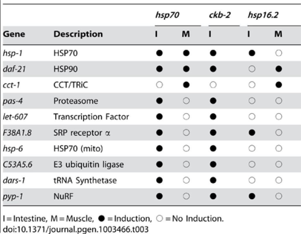 Tissue-selective patterns for multiple HSR reporters.