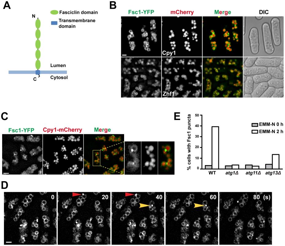 Fsc1 localizes to the vacuole membrane and forms starvation-induced puncta.