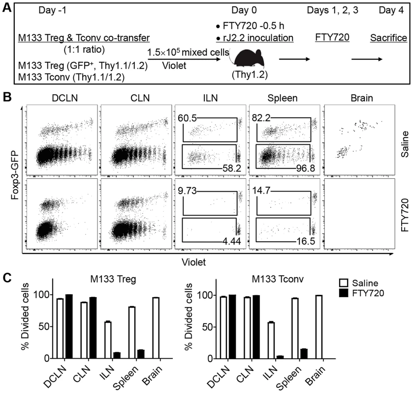 M133 Tconv and Treg proliferation occurs in DCLN and CLN after FTY720 treatment.