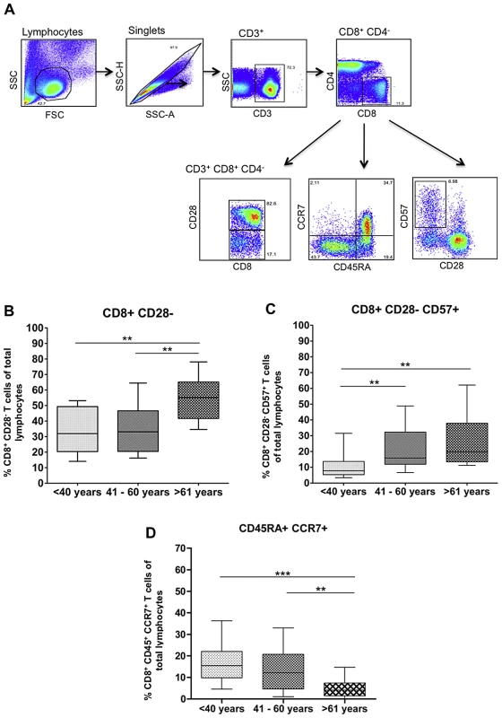 Ageing results in increased frequencies of highly-differentiated CD8+ T cells and decreased frequencies of naïve CD8+ T cells.