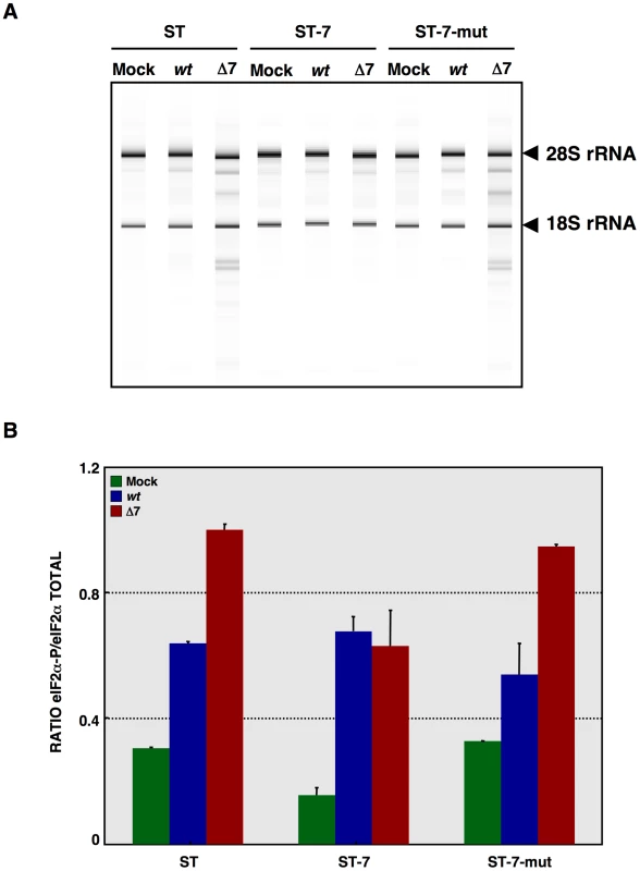 Effect of mutated protein 7 provided <i>in trans</i> on RNA degradation and eIF2α phosphorylation.