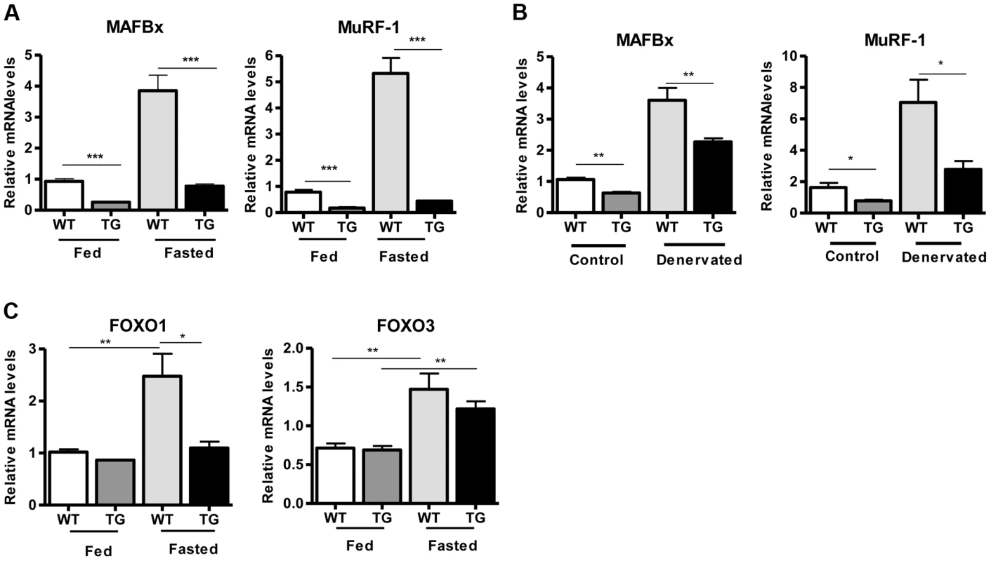 SIRT1 overexpression inhibits the expression of muscle atrophy genes.