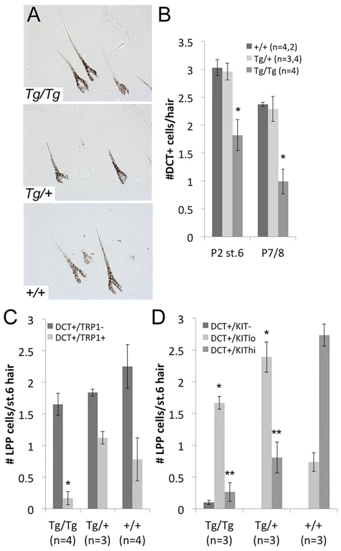 LPP melanocytes are reduced in <i>Tg(DctSox10)</i> homozygotes during hair morphogenesis.