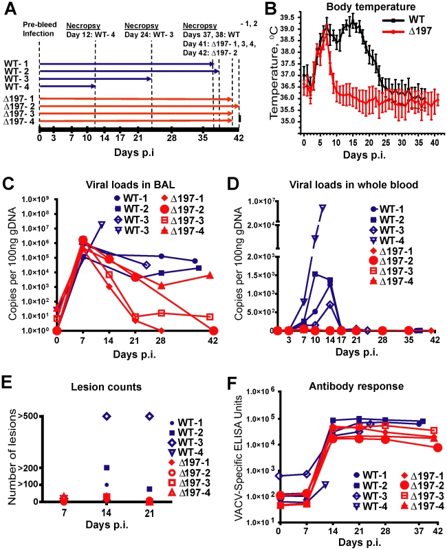 MPXVΔ197 is attenuated <i>in vivo</i>.