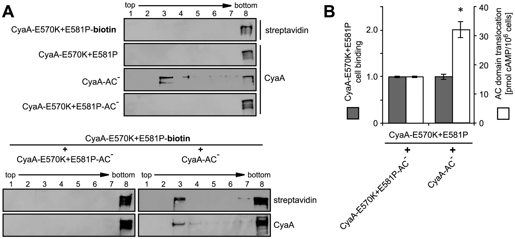 AC domain of CyaA translocates across cellular membrane from lipid rafts.