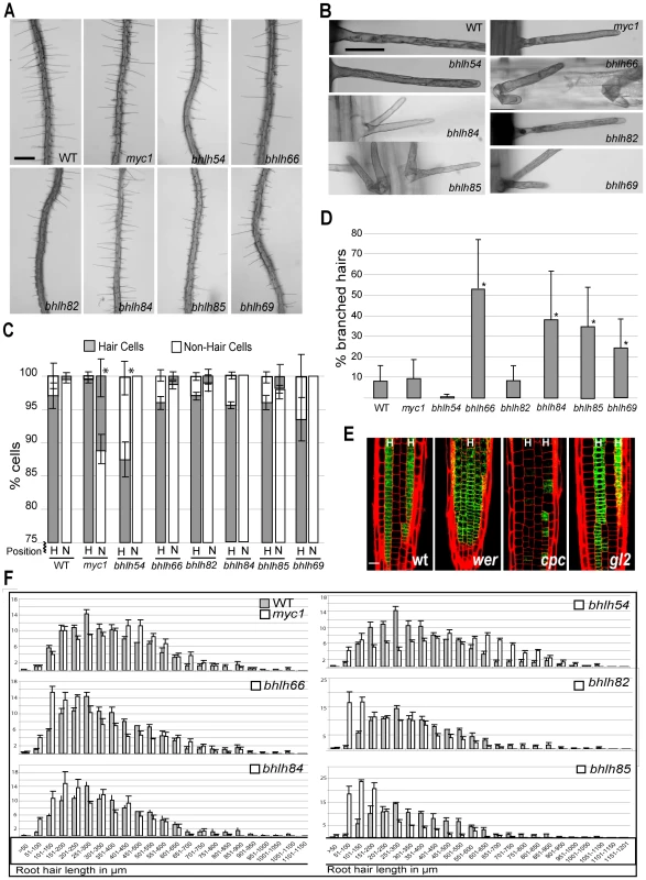 Analysis of bHLH transcription factor genes involved in root epidermis development.