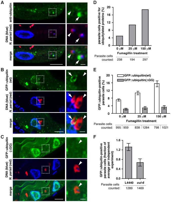 <i>N. parisii</i> cells are targeted by host ubiquitin early during infection.
