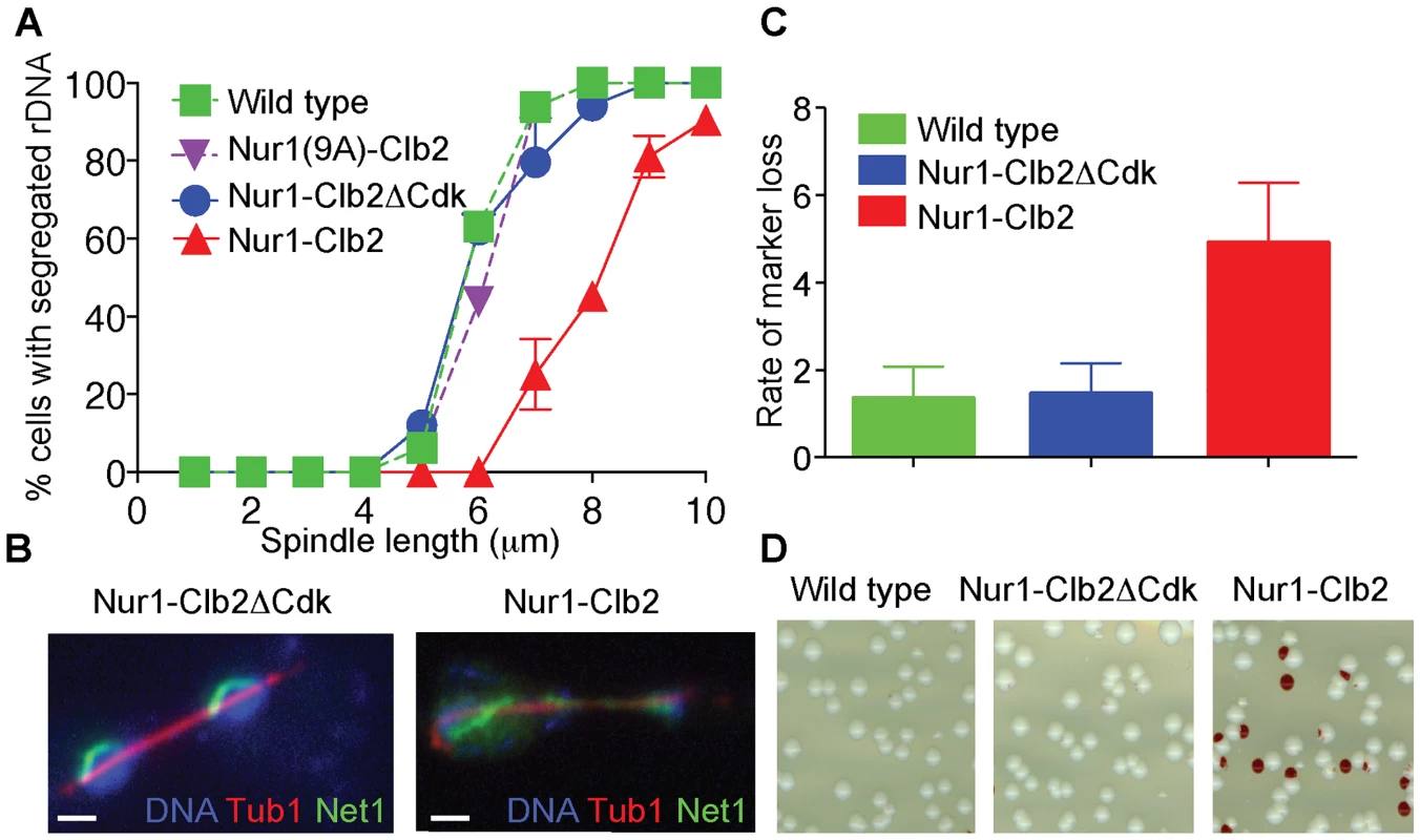 Nur1-Clb2 delays rDNA segregation.