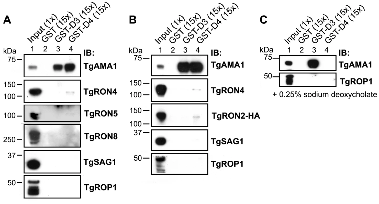 TgRON2 fusions GST-D3 and GST-D4 independently and specifically interact with TgAMA1 from parasite lysates.