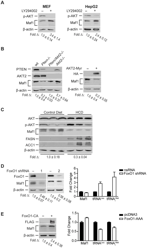 Maf1 is regulated through PI3K/AKT/FOXO1 signaling.