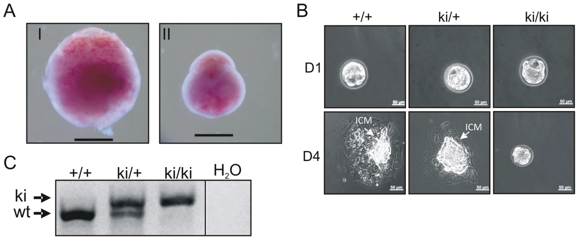 Inactivation of the AAD results in early embryonic developmental defects.