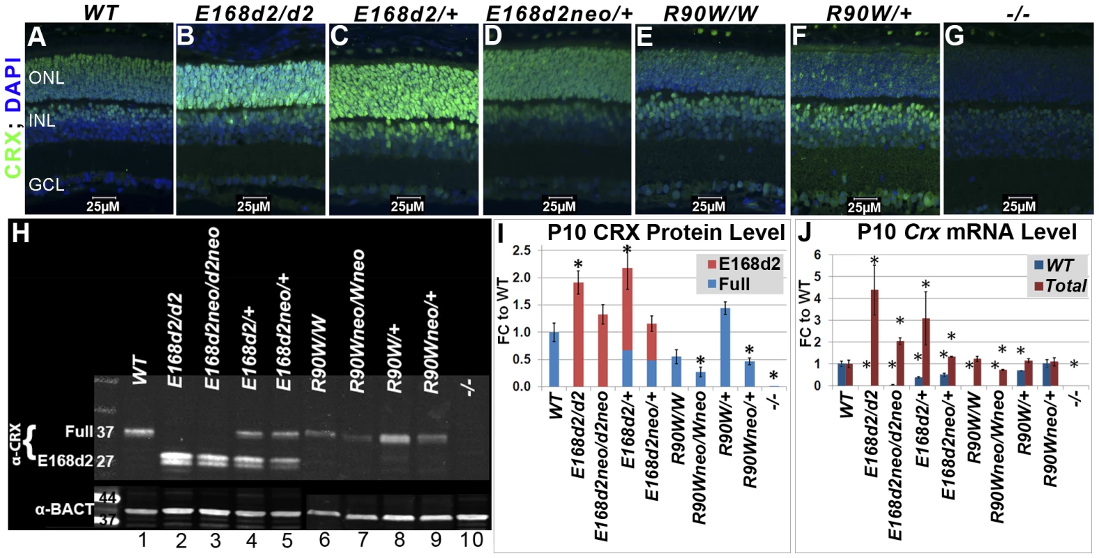 Differential expression of mutant CRX protein/RNA in <i>K-IN</i> mouse retinas.