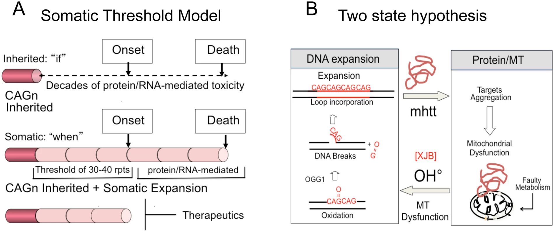 Model for somatic expansion and the age of disease onset.