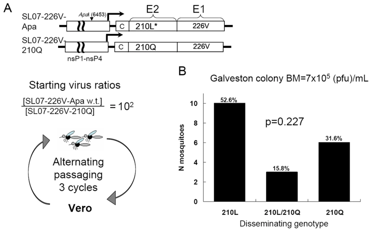 Effect of the E2-L210Q substitution on positive selection of a mutant CHIKV strain within a wild-type population during alternating passaging in <i>A. albopictus</i> mosquitoes and Vero cells.