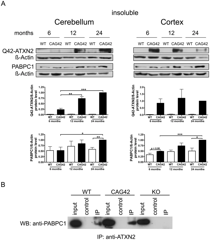 Increased sequestration of PABPC1 by insoluble Q42-ATXN2 with age.