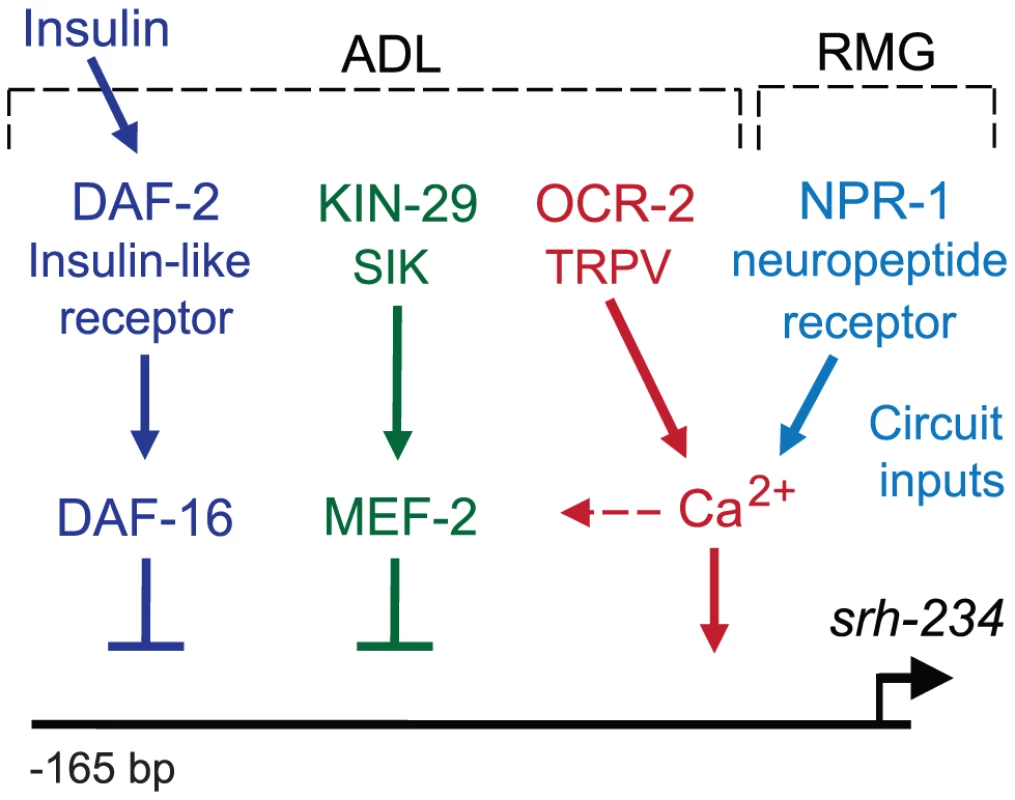 Model for sensory and circuit-mediated regulation of <i>srh-234</i> expression.