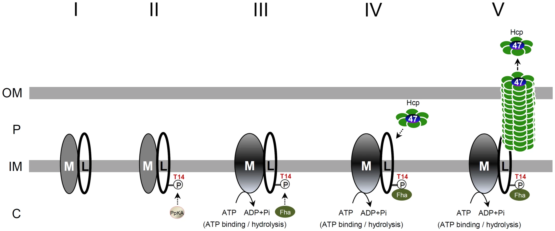 A proposed model of TssL phosphorylation-induced type VI assembly and secretion pathway.