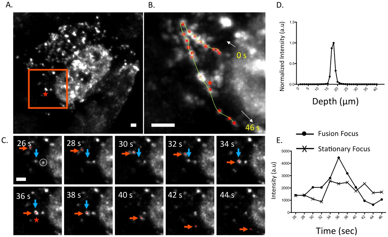 Fusion event of an WSN PA-GFP focus in the cytoplasm of MDCK cells.