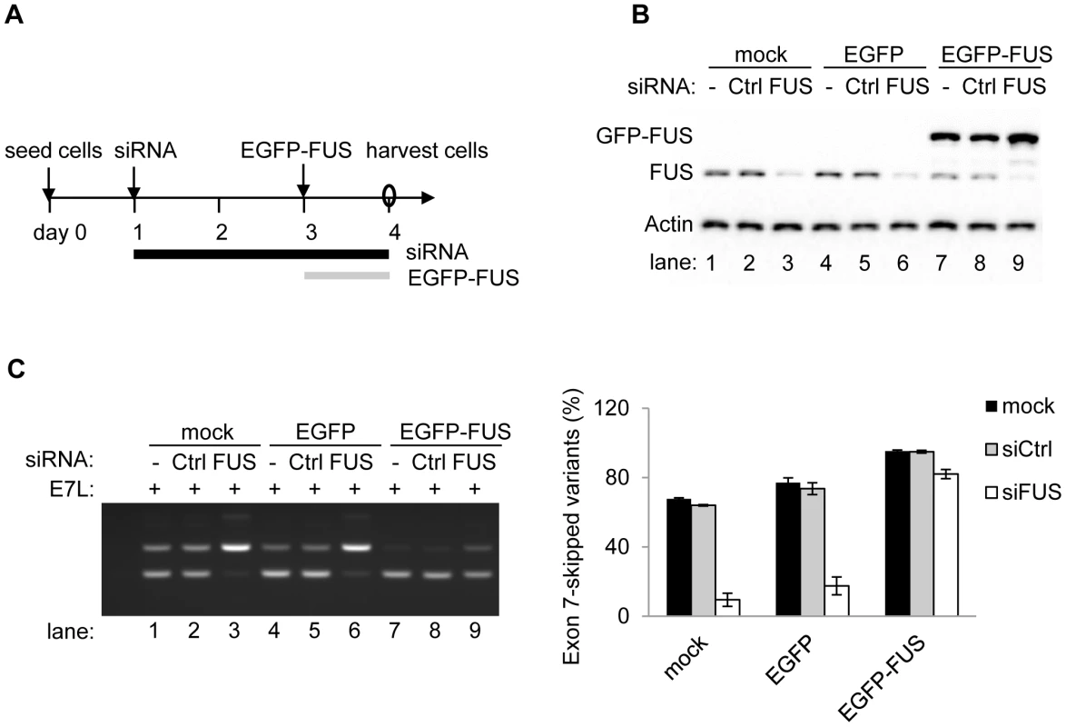 Exogenous expression of FUS can rescue the depletion of endogenous FUS to repress exon 7.