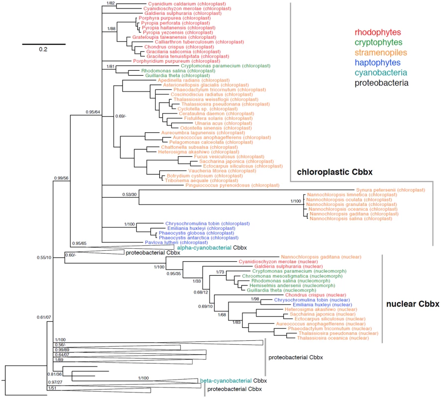 Phylogeny of chloroplast and nuclear CbbX proteins from rhodophytes, cryptophytes, stramenopiles, and haptophytes in a background of cyanobacterial and proteobacterial CbbX proteins.