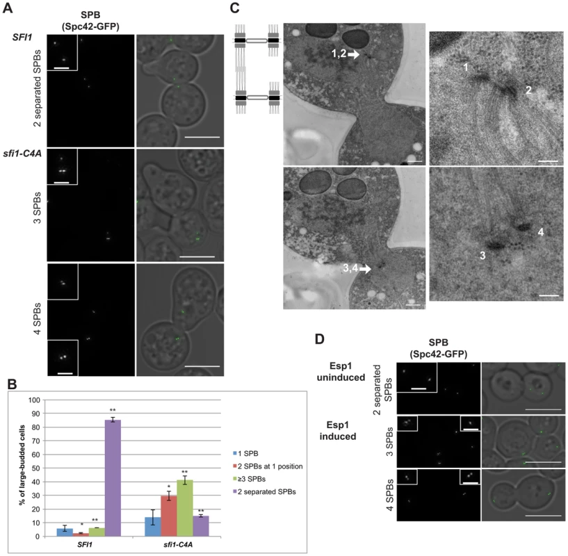 Reduplicated SPBs upon mitotic arrest are enhanced in <i>sfi1-C4A</i> and are present upon Cdc14 activation.