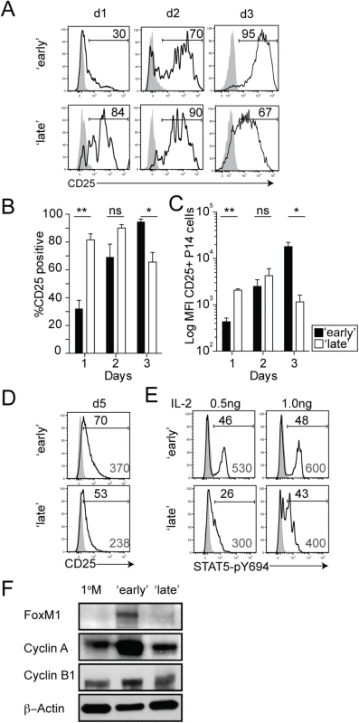 The timing of stimulation regulates IL-2 sensitivity and expression of cell-cycle related proteins.
