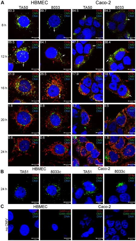 EHEC-Hly separates from OMVs during intracellular trafficking.
