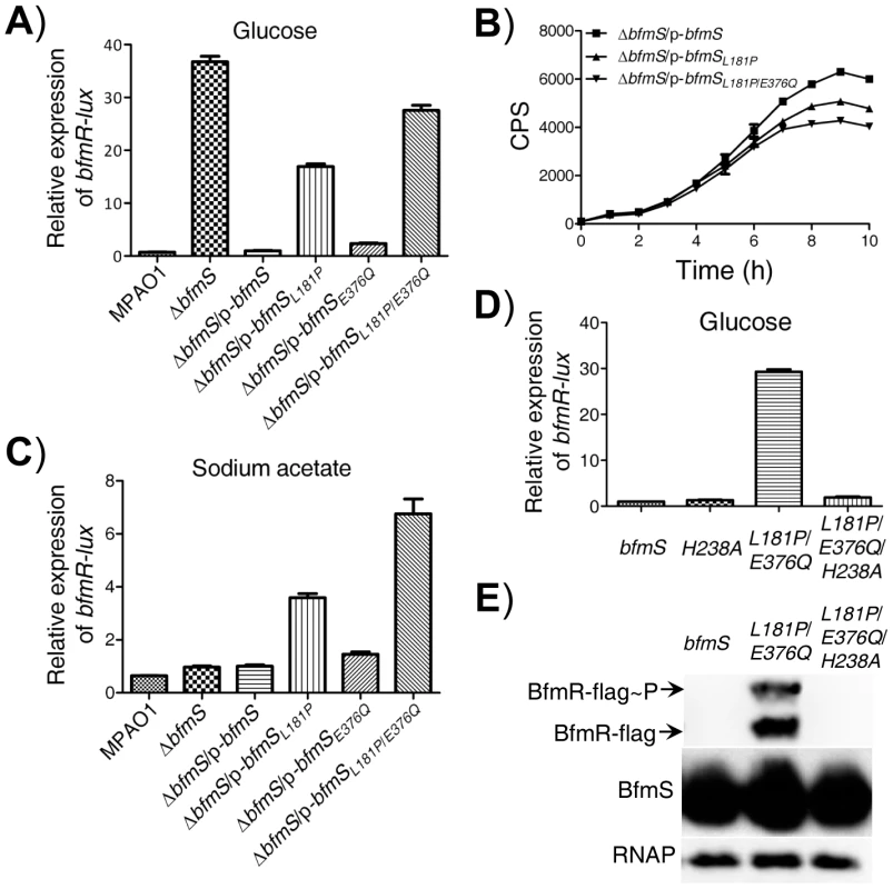 Effect of DK2 lineage-specific amino acid substitutions in BfmS on the activation of BfmR.