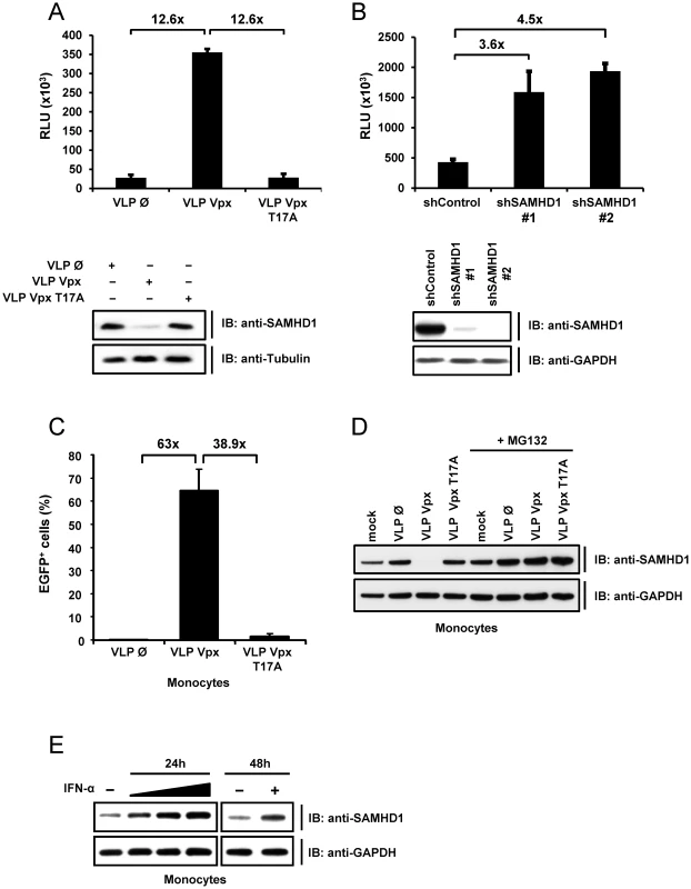 SAMHD1 is a novel interferon-induced restriction factor for HIV-1 in monocytic cells.
