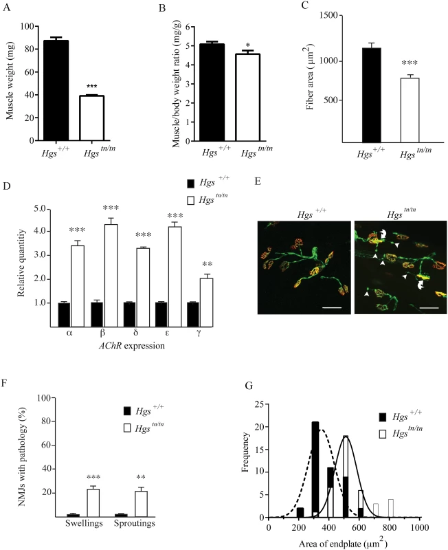 Alterations in muscles and motor endplates in the <i>Hgs</i><sup><i>tn/tn</i></sup> mice.